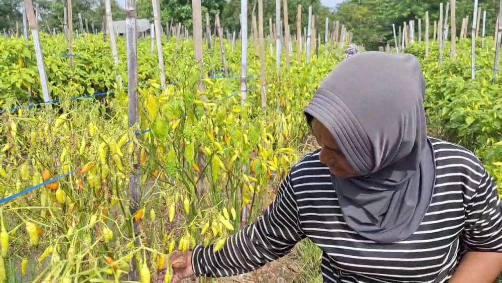 Petani Cabai Ngawi Terpuruk di Tengah Melonjaknya Harga