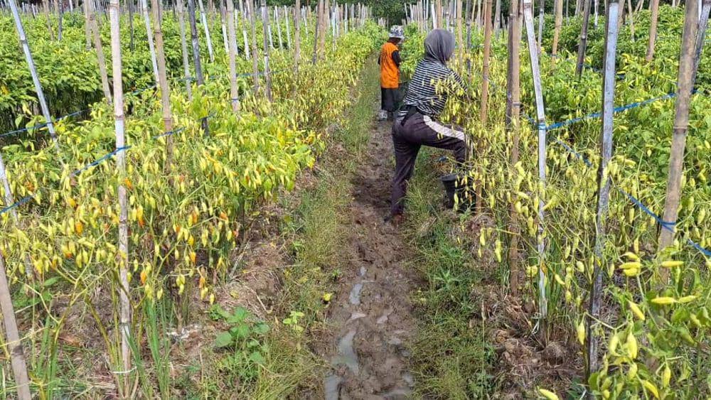 Tanaman cabai rawit milik Parin di Desa Dadapan, Kecamatan Kendal, Ngawi rusak akibat curah hujan tinggi. IDN Times/ Riyanto.