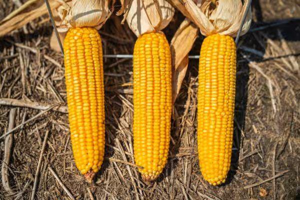 Ilustrasi Jagung (Foto: IDN Times )