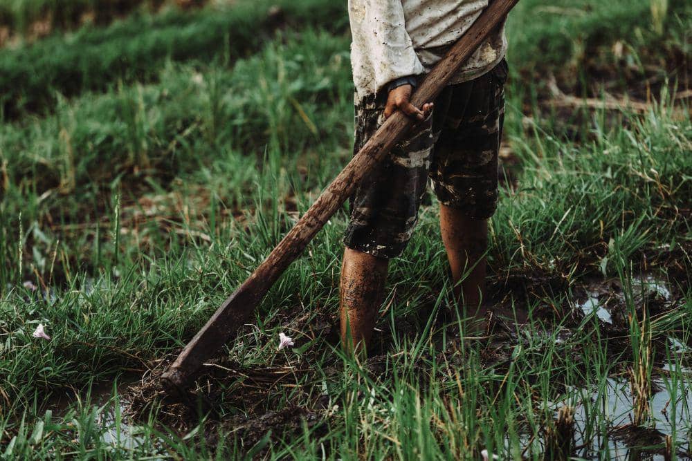ilustrasi petani (unsplash.com/Maksym Ivashchenko)