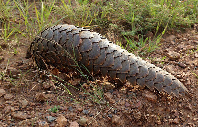 Seekor tenggiling sedang berjalan. (commons.wikimedia.org/flowcomm)