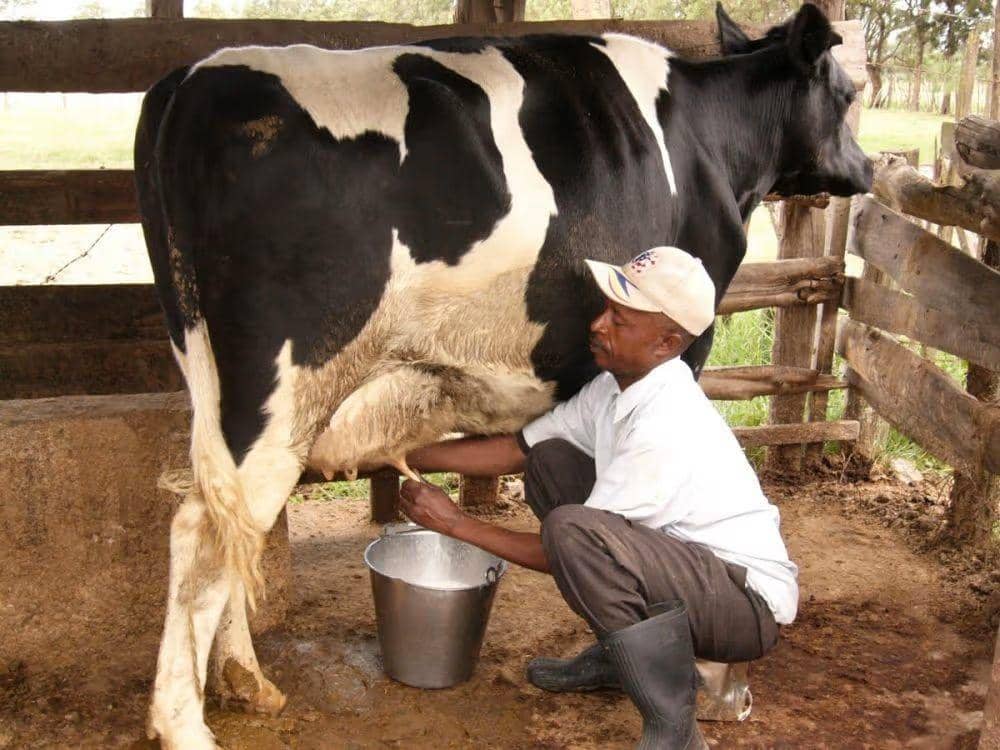Dihantam PMK, Sapi Perah Indonesia Merosot Rata-Rata Rugi Rp22 Juta ...
