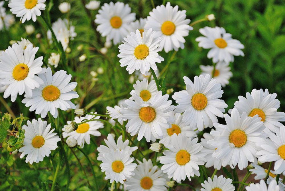 ilustrasi tanaman bunga daisy (pexels.com/Pixabay)