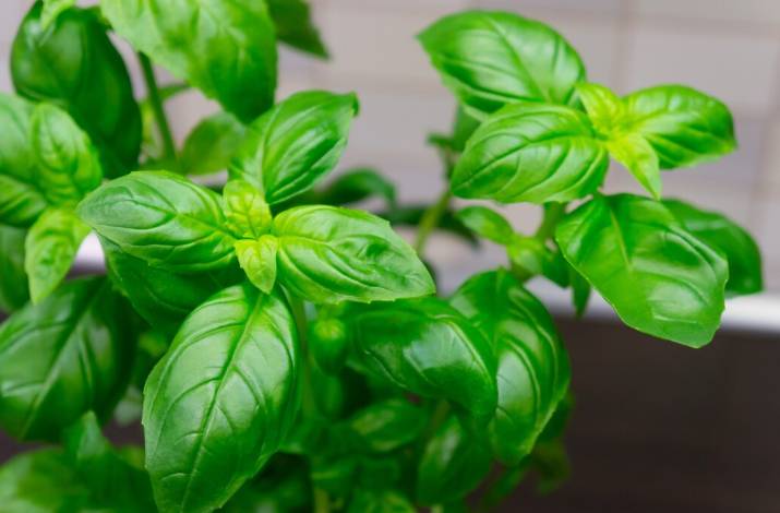 ilustrasi basil (freepik.com/wirestock)