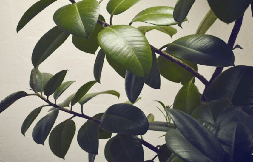 ilustrasi rubber plant (pexels.com/damien Saillet)