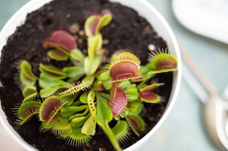 5 Tanaman Pemakan Serangga yang Cocok untuk Interior Rumah