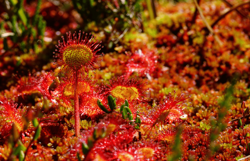 ilustrasi sundew (pixabay.com/Hans)