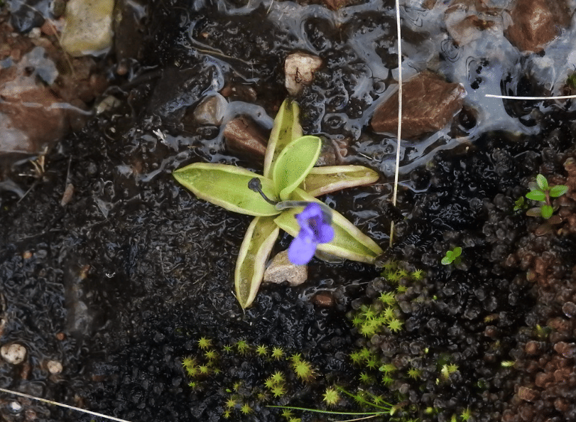 ilustrasi butterwort (flickr.com/Kenneth Sutherland)