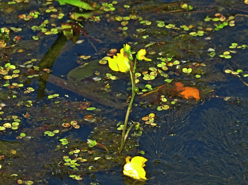 ilustrasi bladderwort (flickr.com/Wayne T. 'Tom' Helfrich)
