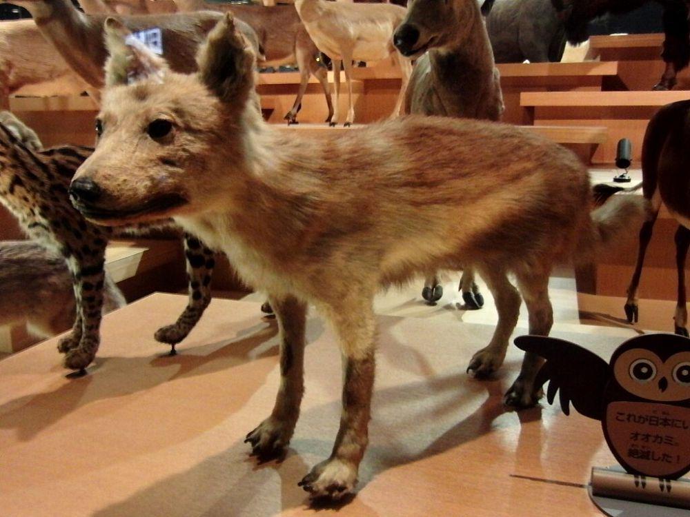 5 Canidae Punah di Era Modern, Serigala Jepang karena Rabies
