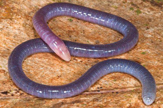 ilustrasi penis snake (mongabay.com)