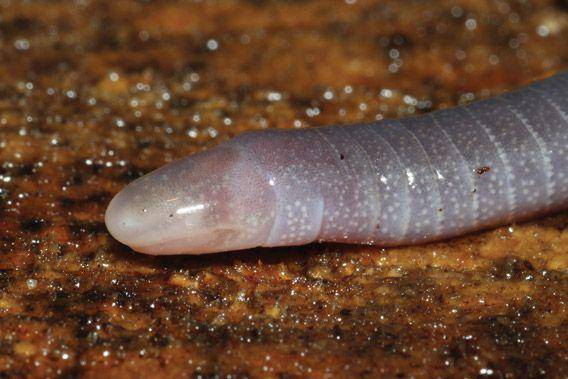 ilustrasi penis snake (mongabay.com)