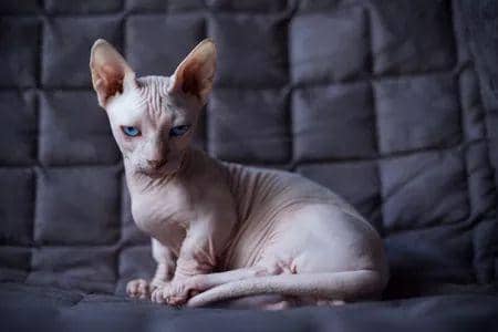 ilustrasi kucing Bambino (commons.m.wikimedia.org/Thesprucepets.com)