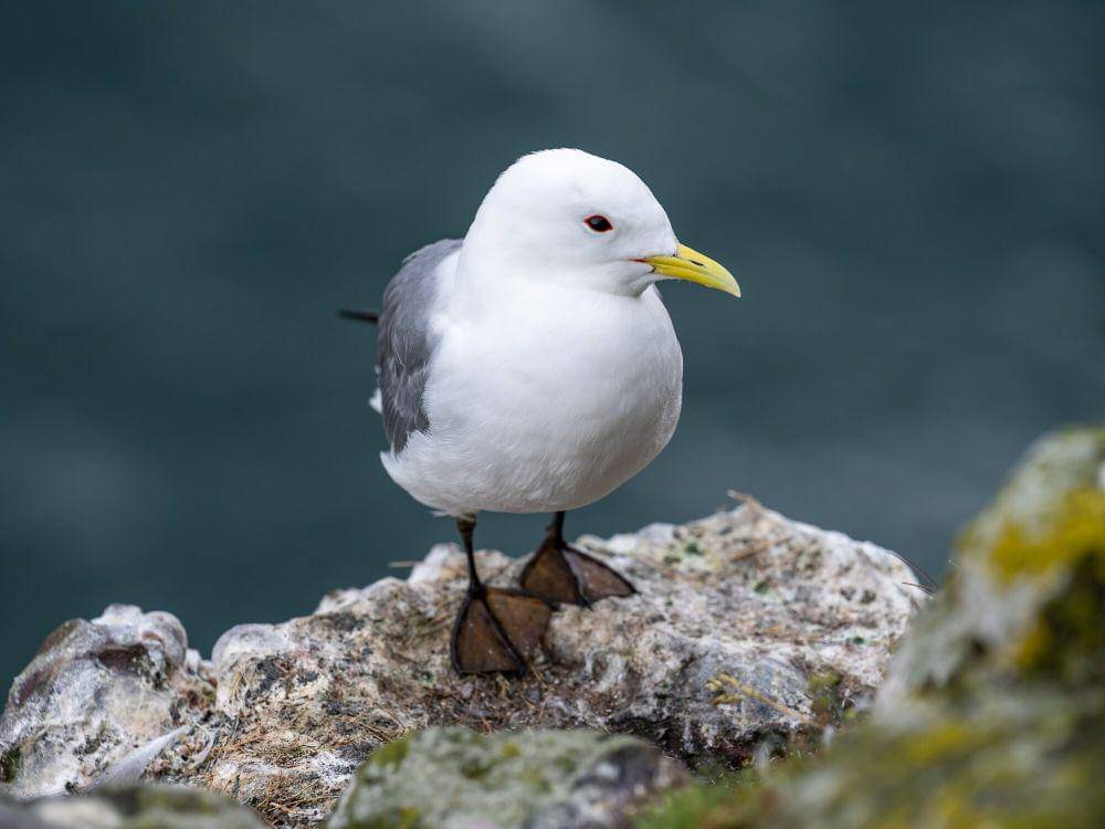 Black-legged kittiwake ( commons.m.wikimedia.org/Thomas Andy Branson)