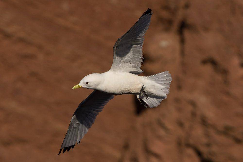Black-legged kittiwake ( commons.m.wikimedia.org/Hobbyfotowiki)