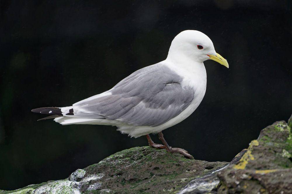 Black-legged kittiwake ( commons.m.wikimedia.org/Jakub Halun)