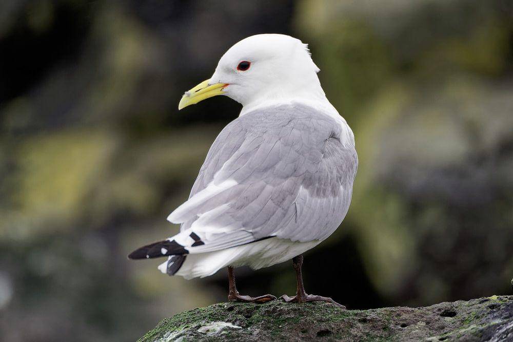 Black-legged kittiwake ( commons.m.wikimedia.org/Jakub Halun)