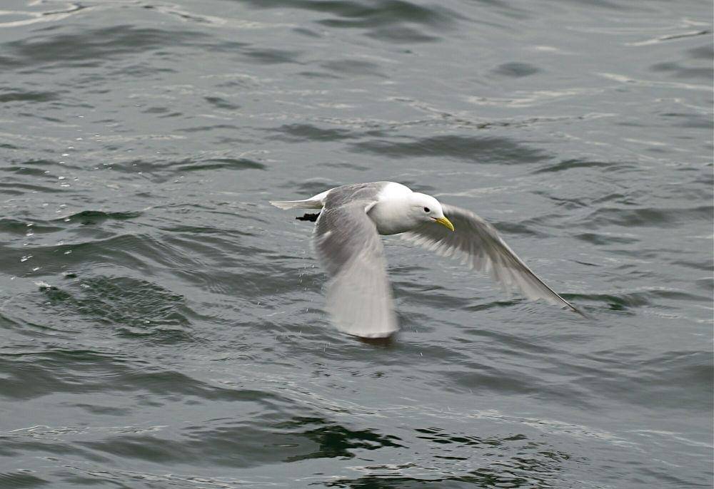 Black-legged kittiwake ( commons.m.wikimedia.org/Jorg Hempel)