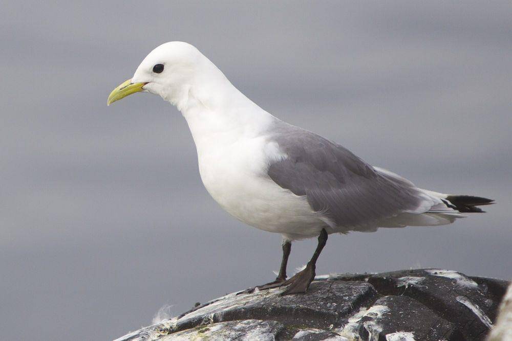 Black-legged kittiwake ( commons.m.wikimedia.org/Yathin S Krishnappa)
