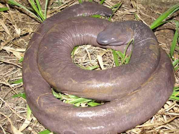 ilustrasi penis snake (flickr.com/Webmaster Abril)