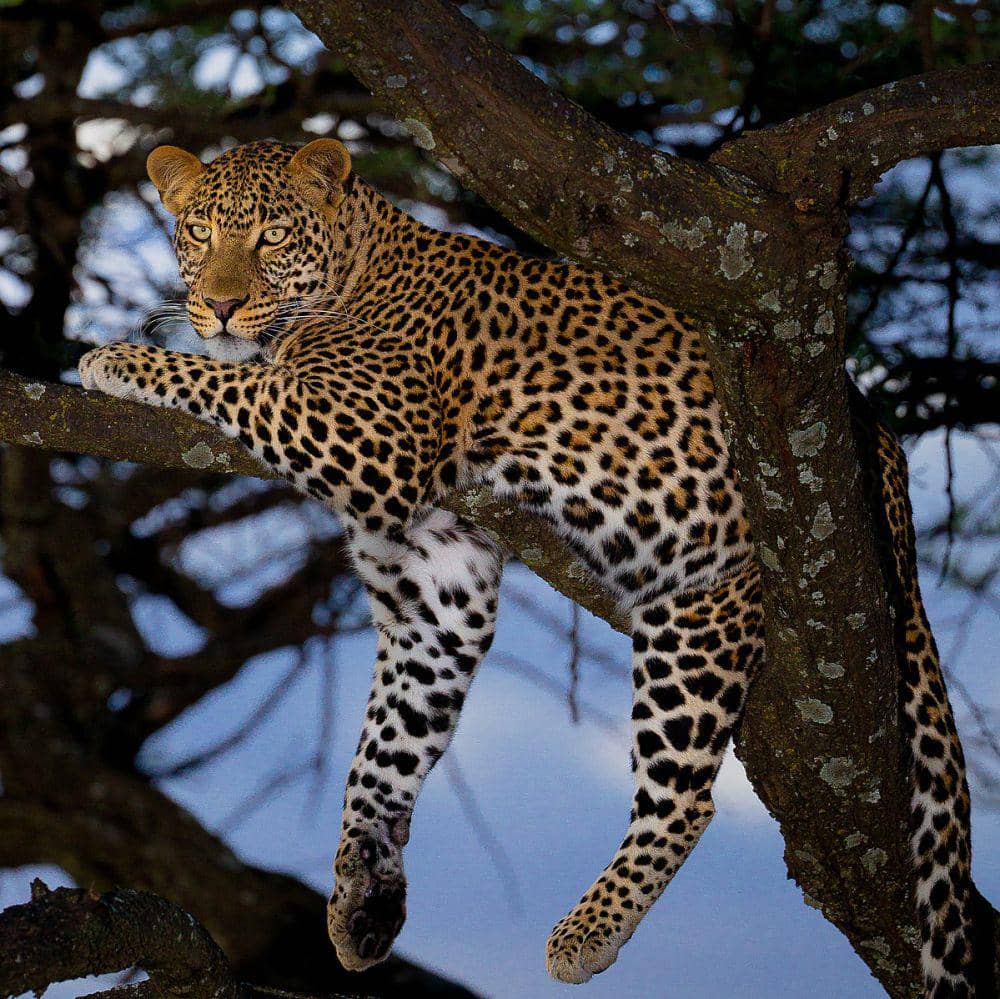 Tutul Tips 5 Hewan yang Masuk Golongan Panthera, Spesies Kucing Besar! | IDN Times