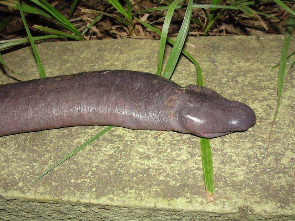ilustrasi penis snake (mongabay.com/Matt Roper)