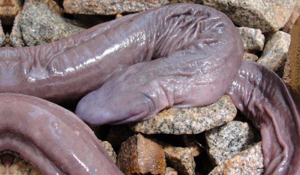 5 Kemampuan Unik Penis Snake, Mampu Bernapas Melalui Kulitnya!