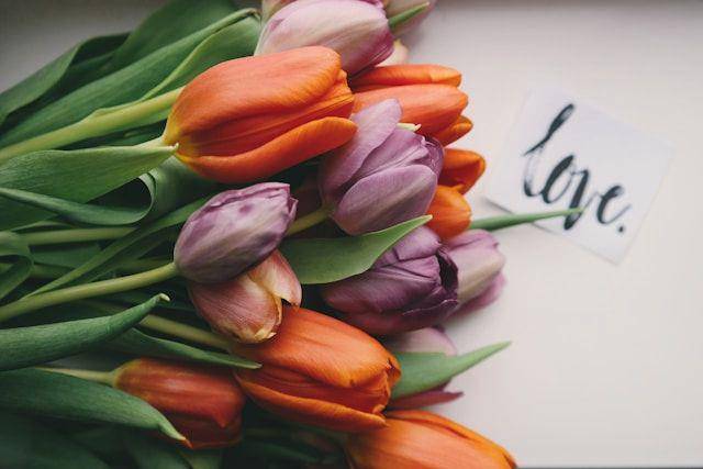 ilustrasi bunga tulip (unsplash.com/Brigitte Tohm)