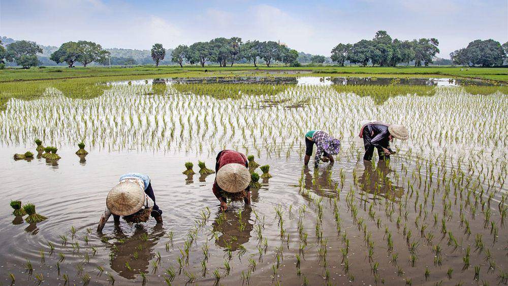 Lapangan Petani Pedesaan (pixabay.com)