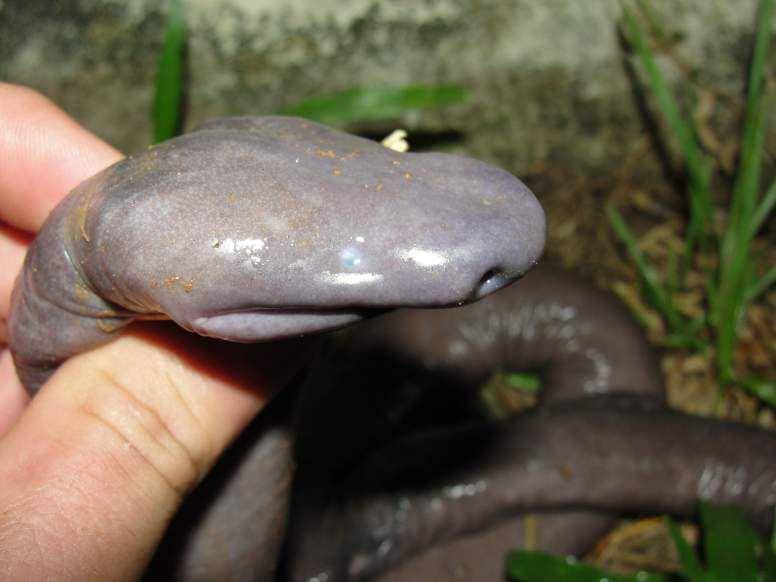 ilustrasi penis snake (factanimal.com)