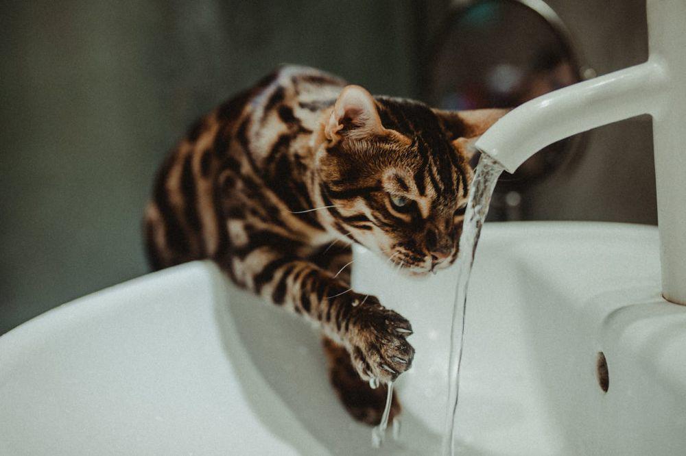 Berapa Kali Kucing Minum dalam Sehari? Ini Jawaban Ilmiahnya!