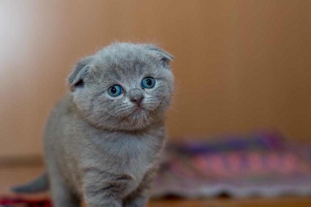 50 Nama Kucing Betina yang Unik dan Menggemaskan, Pas untuk Si Manis!