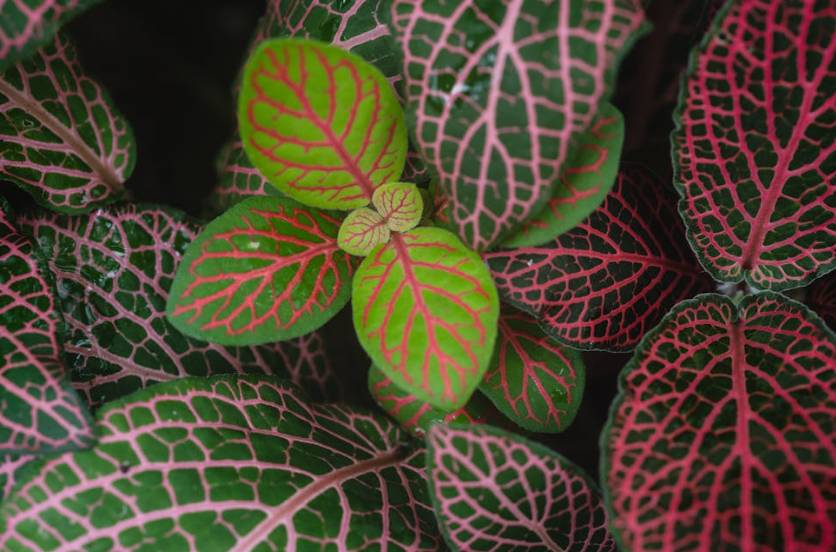 ilustrasi nerve plant (pexels.com/Marina Leonova)