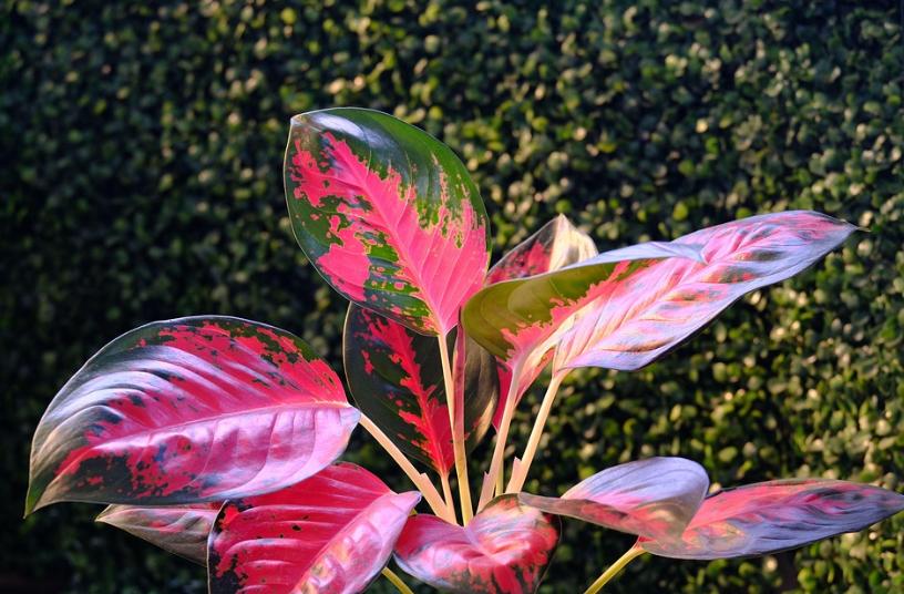 5 Jenis Tanaman Hias Daun Bercorak Pink untuk Menambah Estetika Rumah