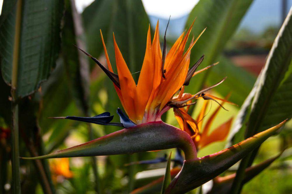 ilustrasi bunga bird of paradise (pexels.com/Magda Ehlers)