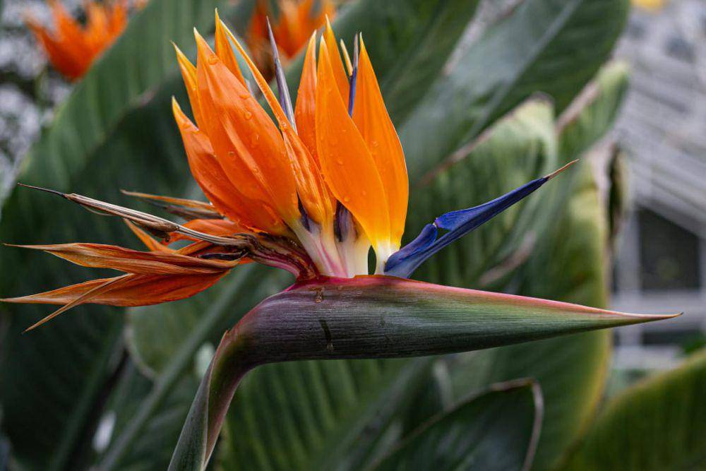 ilustrasi bunga bird of paradise (pexels.com/Sara)