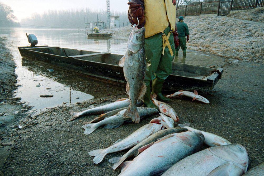 Ikan-ikan mati karena tumpahan sianida di Sungai Tisza pada 2000. (commons.wikimedia.org/Délmagyarország/Karnok Csaba)