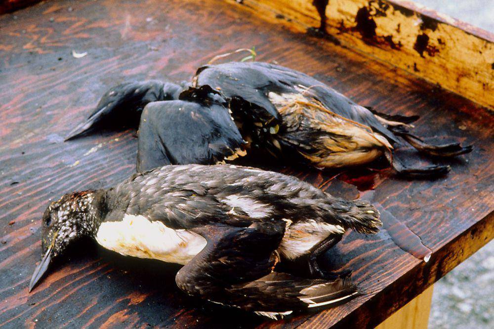 Burung-burung mati akibat tumpahan minyak Exxon Valdez. (commons.wikimedia.org/Exxon Valdez Oil Spill Trustee Council)