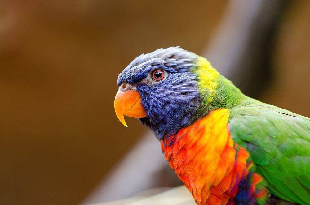 Lorikeet pelangi (commons.wikimedia.org/Tuxyso)