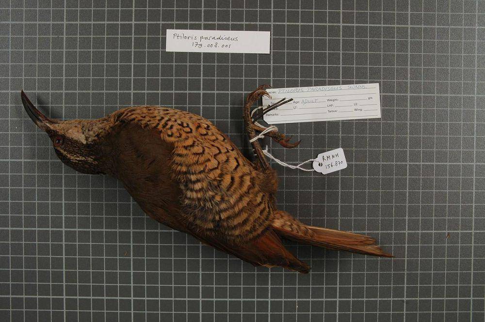Toowa surga (commons.wikimedia.org/Naturalis Biodiversity Center)
