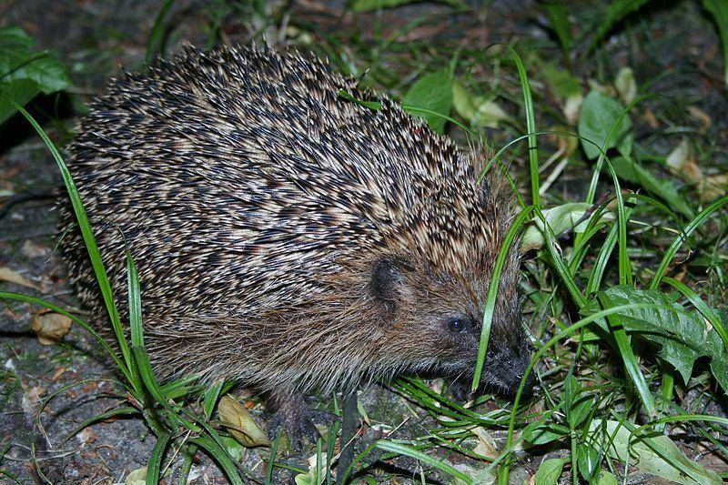 Northern white breasted hedgehog (commons.wikimedia.org/Karol glab)