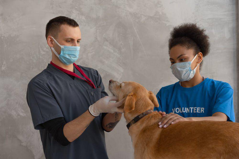 ilustrasi anjing diperiksa oleh dokter hewan (pexels.com/Mikhail Nilov)