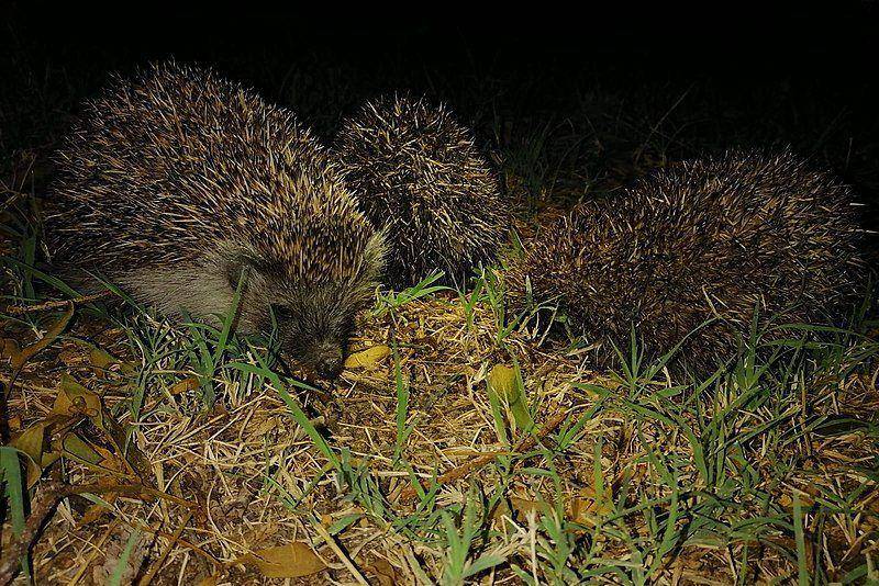Northern white breasted hedgehog (commons.wikimedia.org/Jokot021)
