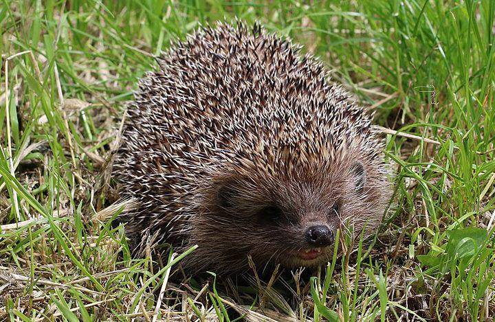 Northern white breasted hedgehog (commons.wikimedia.org/George Chernilevsky)