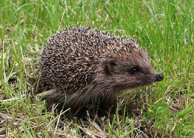 Northern white breasted hedgehog (commons.wikimedia.org/George Chernilevsky)