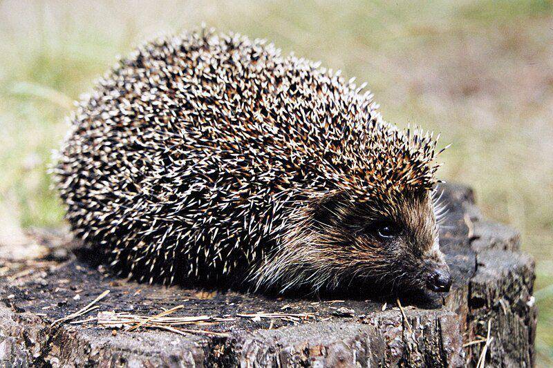 Northern white breasted hedgehog (commons.wikimedia.org/Mikhail Kolesnikov)