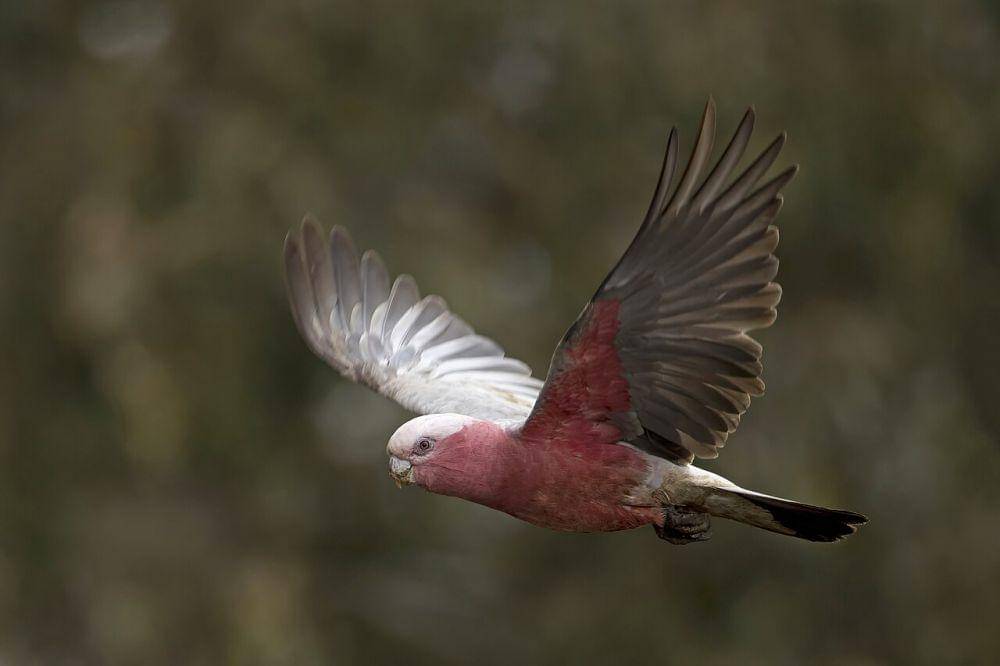 Galah (commons.wikimedia.org/Charles J. Sharp)