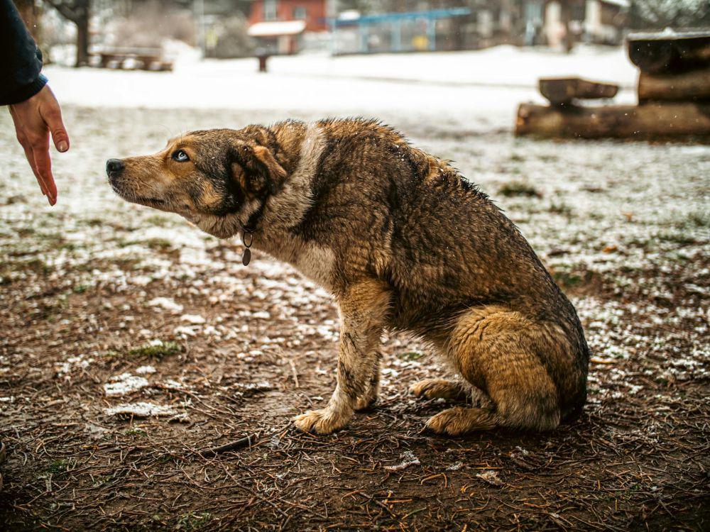 Maroko Dituding Bunuh 3 Juta Anjing Jelang Piala Dunia 2030