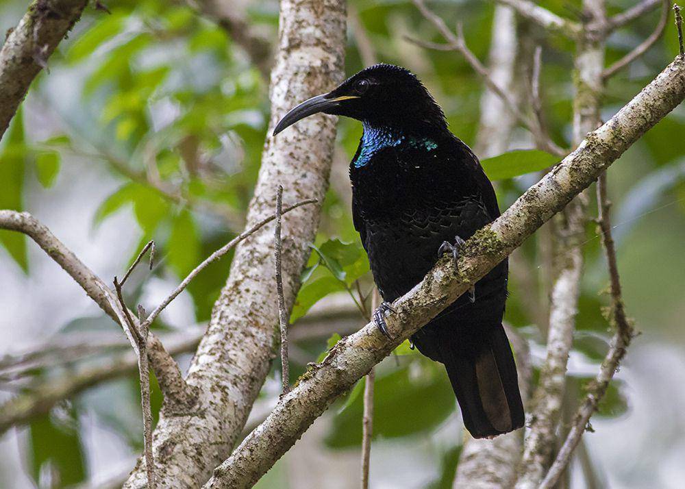 Toowa surga (inaturalist.org/Steve Murray)