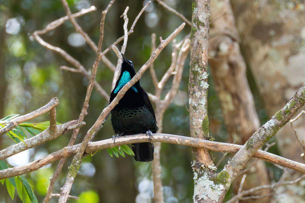 Toowa surga (inaturalist.org/Dr. Jessa Thurman)